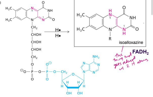 <ul><li><p>the isoalloxazine is the thing that gets reduced with 2 H atoms to make FADH2</p></li><li><p>the adenine base does not undergo reversible oxidation/reduction</p></li></ul><p></p>