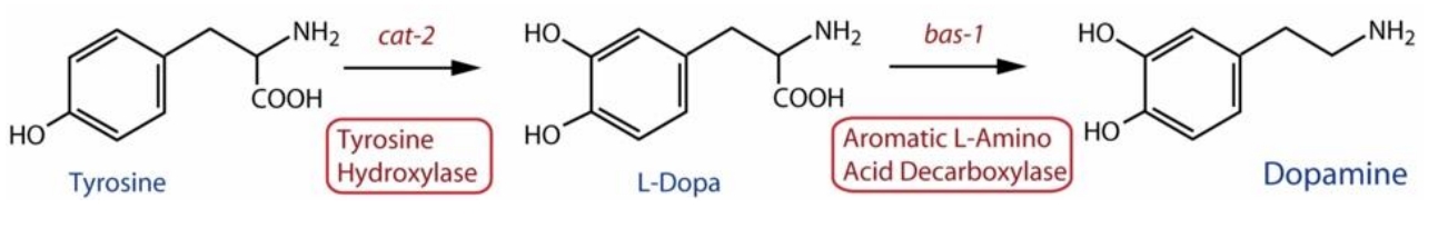 <ul><li><p>We cannot administer DA directly as it does not cross the blood-brain barrier</p></li><li><p><strong>L-DOPA</strong>, however, crosses and can be made into DA</p></li><li><p>Drugs for PD can include L-DOPA (<strong>levodopa</strong>)</p></li></ul><div data-type="horizontalRule"><hr></div><ul><li><p></p></li></ul><p></p>