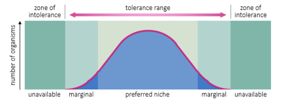 <p>organisms will demonstrate a range of tolerance for a limiting factor, as a population becomes exposed to abiotic extremes, the rates of survival begin to drop </p>