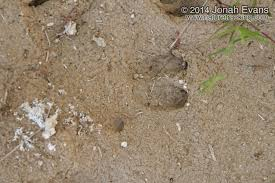 <p>Notice the rounded imprints.</p><p>Stocky body and a prominent collar of white fur around its neck.</p><p>Typically weigh between 50-80 lbs and can grow to about 3-4 feet in length. Omnivorous, diet consisting of fruits, roots, nuts, and small animals. </p><p>They are social animals usually found in groups, known as sounders, which comprise up to 15 individuals.</p>