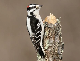 <p>What Bird Species is this?</p>