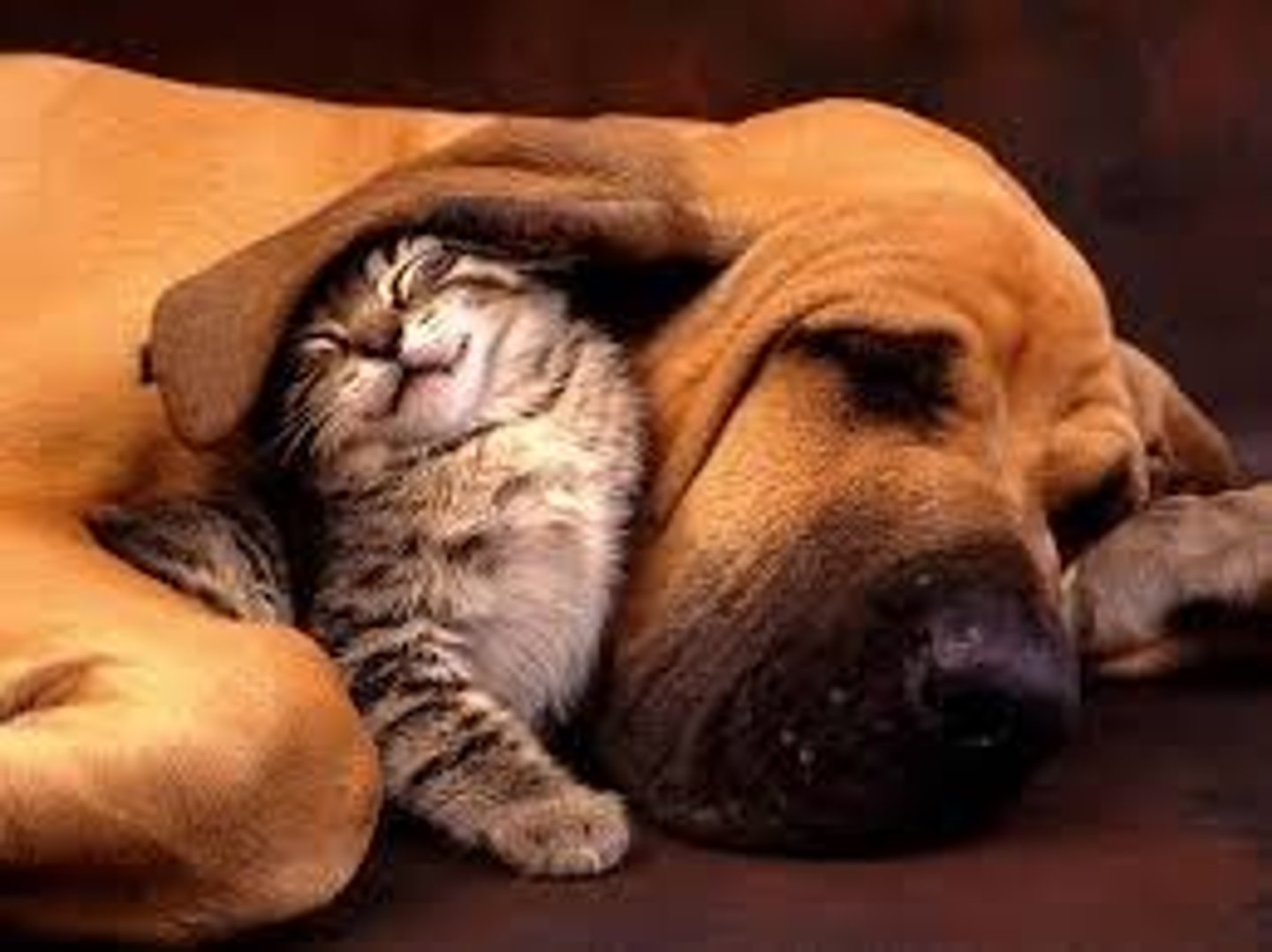 <p>Friendly, good-natured, and easy to talk to.</p><p>Example: Our new neighbor is an affable man who always smiles and waves.</p><p>Synonyms: friendly, amiable, approachable.</p>