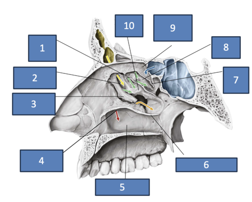 <p>Identify the structure at #5</p>