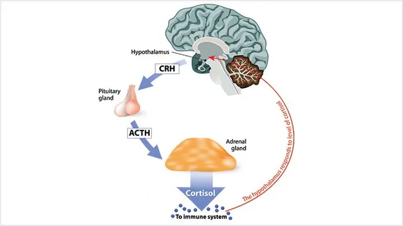 <ol><li><p>Binjurebarken. </p></li><li><p>ACTH. </p></li><li><p>Immunceller, lever, fettvävnad och skelettmuskulatur. </p></li><li><p>Immundämpande, ökar blod-glukos, ger ökad vakenhet, påverkar blodtrycket. </p></li><li><p>Ökat kortisol minskar frisättning av ACTH som minskar frisättning av kortisol. </p></li></ol><p></p>
