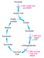 <p>It is inhibited by ATP, Succinyl CoA, and NADH.</p>