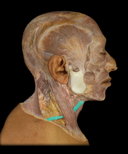 <p>Omohyoid m.</p>