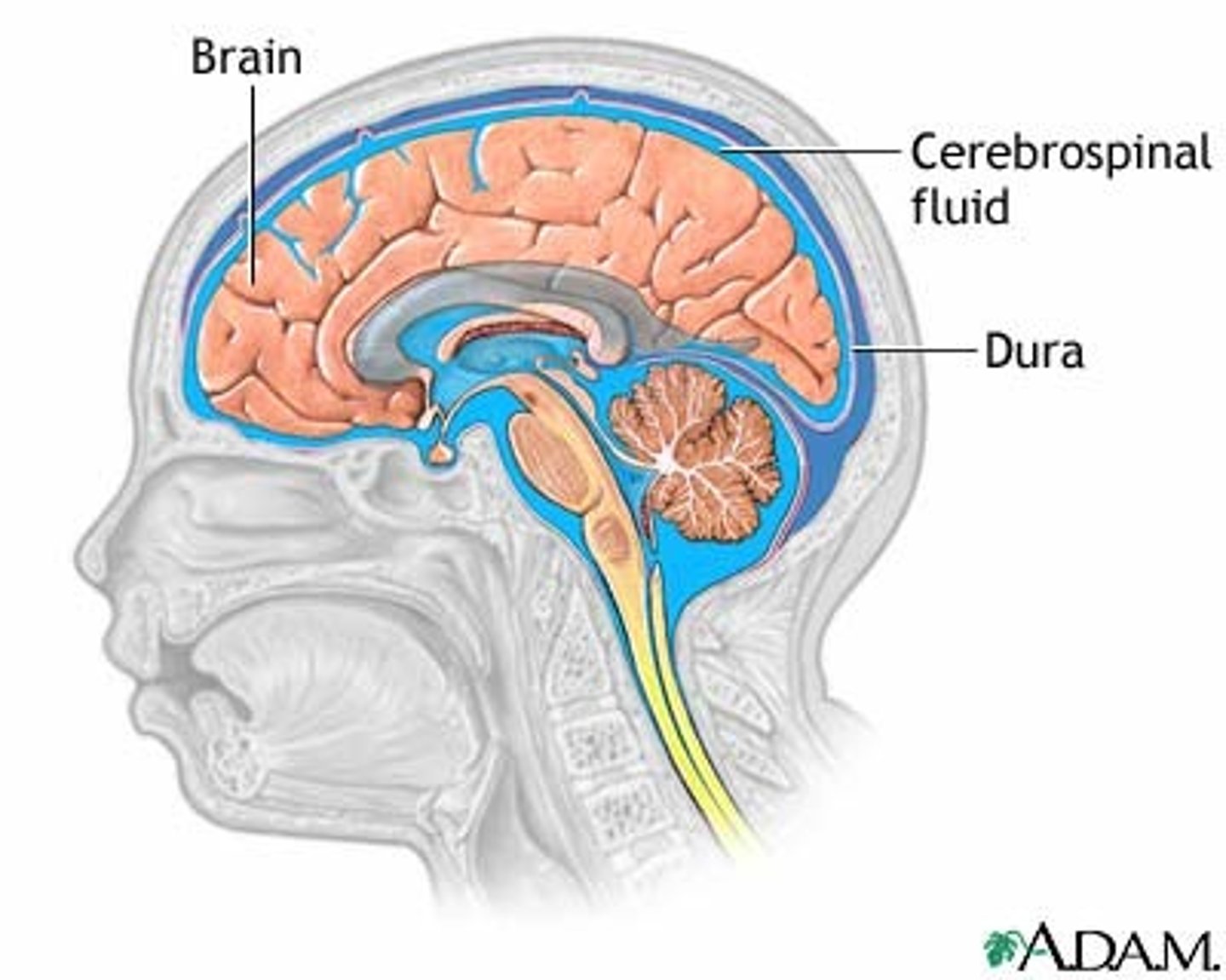 <p>Fluid produced in the ventricles of the brain that flows in the subarachnoid space and bathes the meninges.</p>