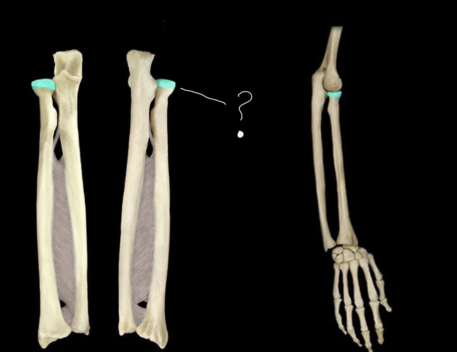 <p>Bone name and structure</p>