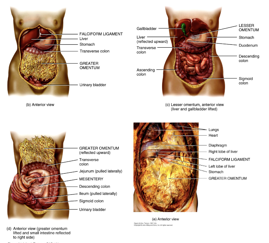 <ul><li><p><span>greater omentum, falciform ligament, lesser omentum, mesentery, and mesocolon</span></p></li><li><p><span>weave between viscera binding organs together</span></p></li></ul><p></p>