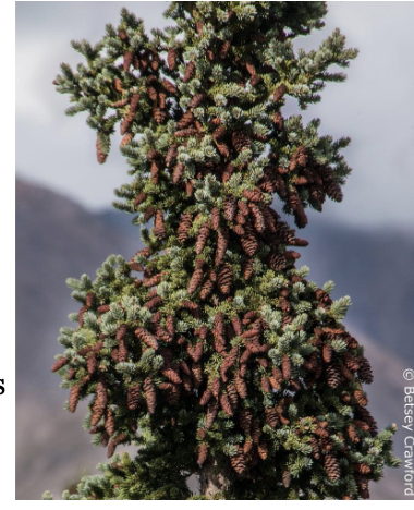 <p><span style="color: rgb(251, 247, 247);">Herbivore-Plant Co-evolution: Masting Trees and Seed Eaters</span></p><p><span style="color: rgb(251, 247, 247);">Plant Strategy</span></p><ul><li><p><span style="color: rgb(251, 247, 247);">Synchronize heavy seed production every 2–7 years</span></p></li><li><p><span style="color: rgb(251, 247, 247);">Overproduce = predator satiation</span></p></li><li><p><span style="color: rgb(251, 247, 247);">Excess seeds escape predation and germinate successfully</span></p></li><li><p><span style="color: rgb(251, 247, 247);">Low seed years keep predator populations small</span></p></li></ul><p></p><p><span style="color: rgb(251, 247, 247);">Seed Predator Strategies</span></p><ul><li><p><span style="color: rgb(251, 247, 247);">Increase reproduction in mast years</span></p></li><li><p><span style="color: rgb(251, 247, 247);">Cache seeds to survive lean years</span></p></li><li><p><span style="color: rgb(251, 247, 247);">Rapidly track mast events with population increases<br></span></p></li></ul><p><span style="color: rgb(251, 247, 247);">Temporal arms race: </span></p><ul><li><p><span style="color: rgb(251, 247, 247);">plants “FLOOD” the system; consumers try to keep up; lean years RESET the system</span></p></li></ul><p></p>