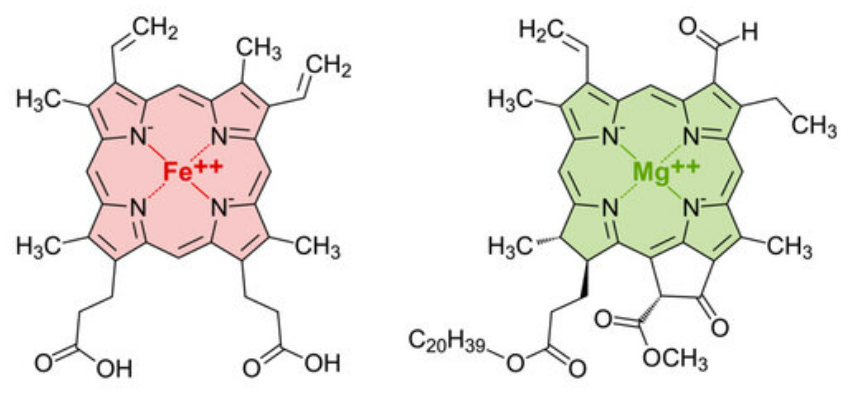 <p>porphyrin</p>