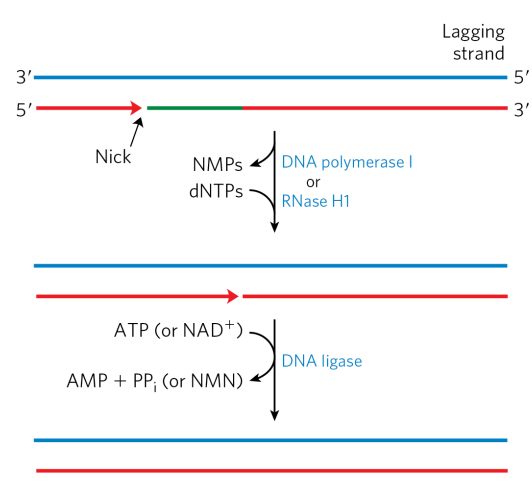 <ol><li><p>RNA - generating Okazaki fragments involve short regions of RNA-DNA hybrid complexes in the lagging strand. DNA pol I removes the RNA and replaces it with DNA through the specialized exonuclease activity “nick translation.”</p></li><li><p>Gaps - DNA ligase seals the remaining nick</p></li></ol><p></p>