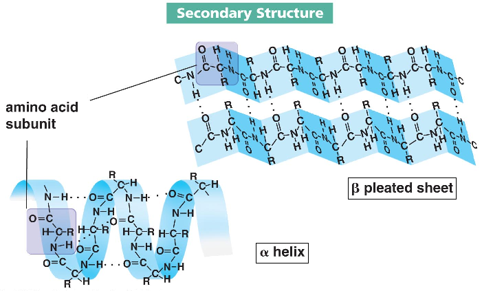 <p>Protein Structure: Secondary</p>