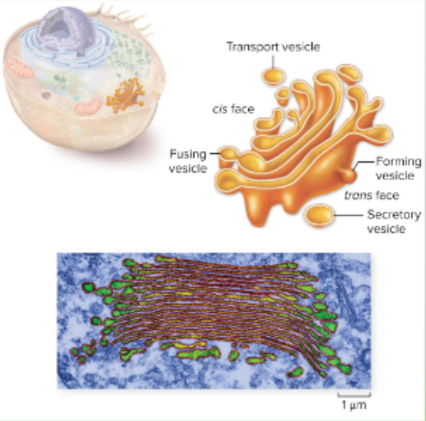 <p><span>Lipids or proteins within vesicles are sorted, packaged, and tagged to send to the right place</span></p><ul><li><p>A membrane-bound organelle in eukaryotic cells that modifies, sorts, and packages proteins and lipids received from the endoplasmic reticulum (ER) for transport</p></li></ul><p></p>