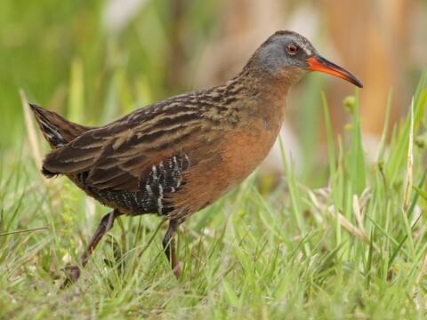 <p>Virginia Rail</p>