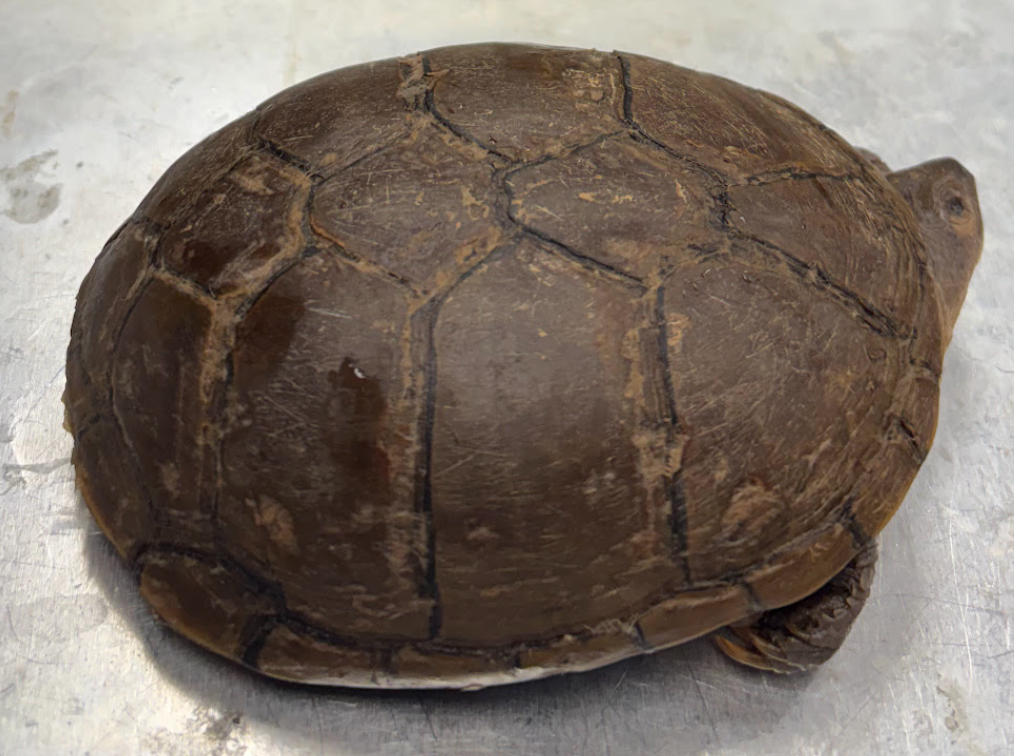 <p><span style="background-color: transparent;">Kinosternon flavescens</span></p>