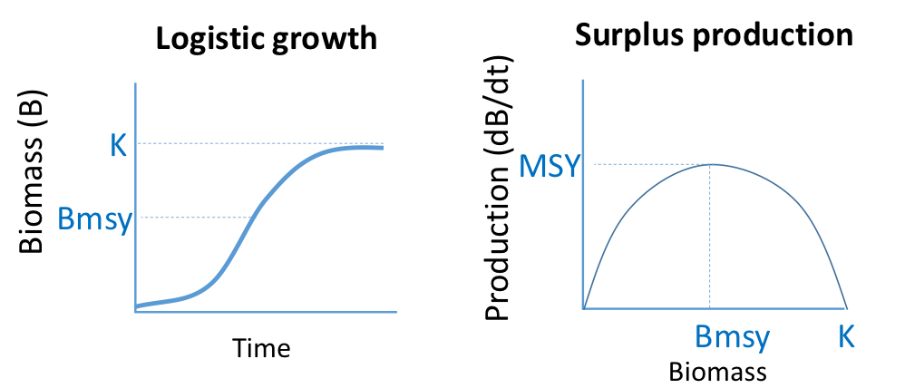 <p>Biomass where MSY is generated</p><p>K/2</p>