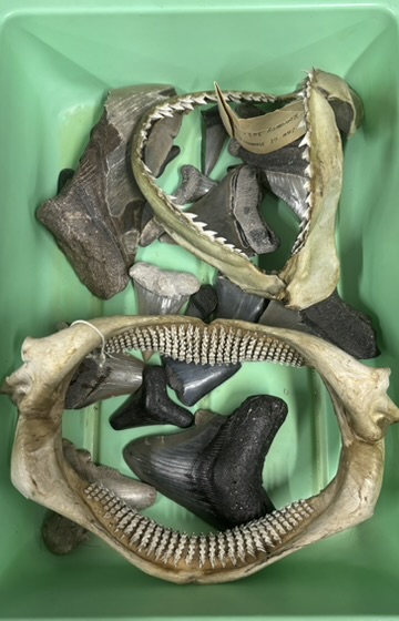 <p>What are these (phylum, subphylum, superclass, class, common name)?</p>