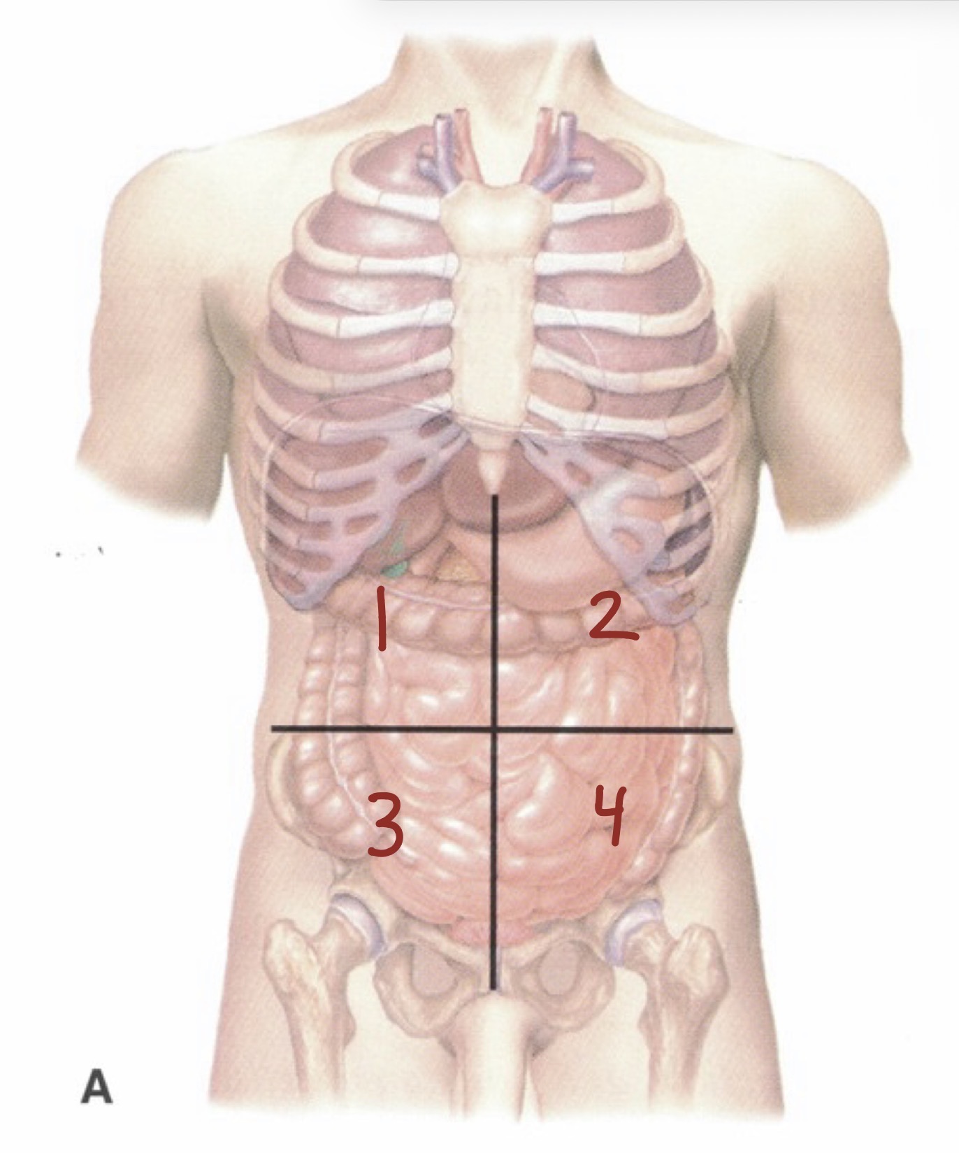 <p>In diagram A, what quadrant is 2?</p>