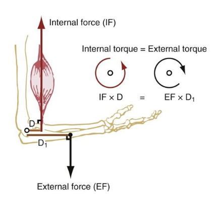 <p>muscle force & moment arm</p>