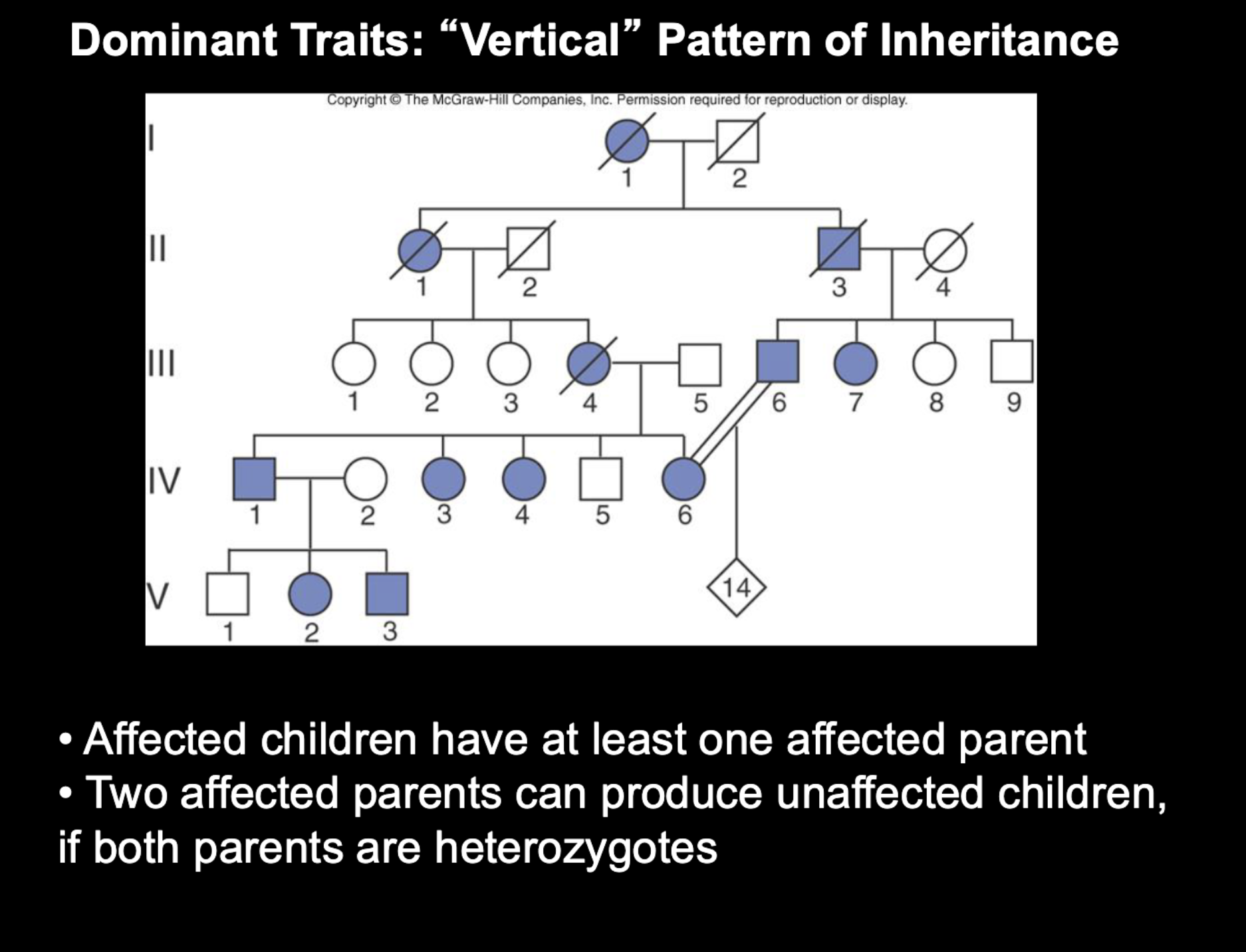 <p>Dominant Traits: “Vertical” Pattern of Inheritance</p>