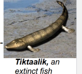 <p>lobe-finned fish with lungs & structures resembling both fins & limbs</p>