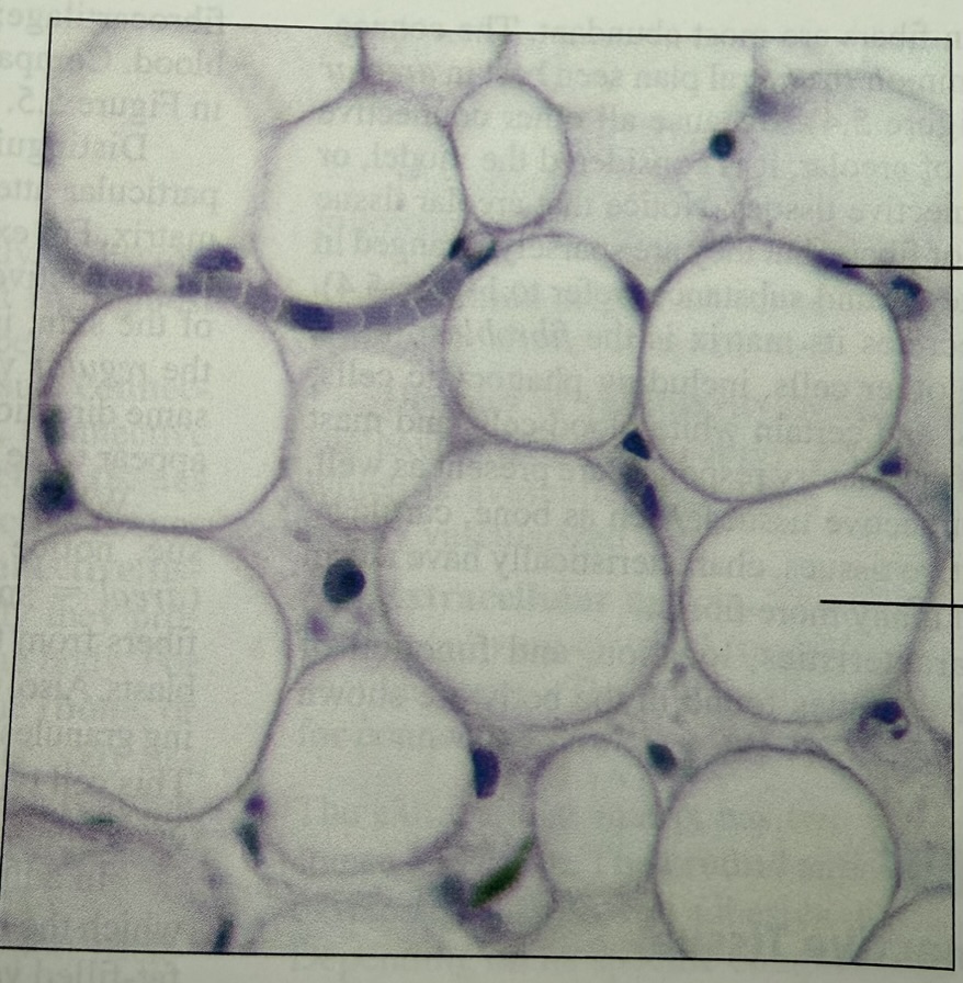 <p>where in the body is this tissue found</p>
