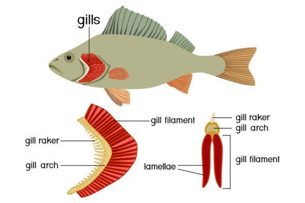 <p>gill</p>