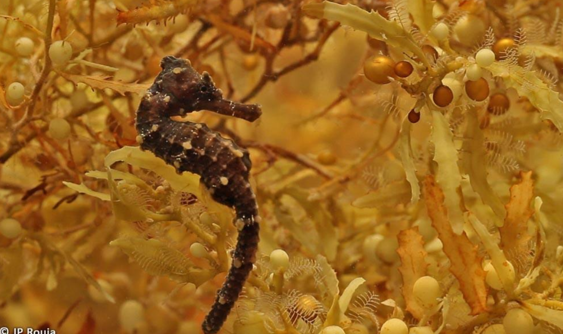<p>Identify the genus of this Phaeophyta brown algae.</p>