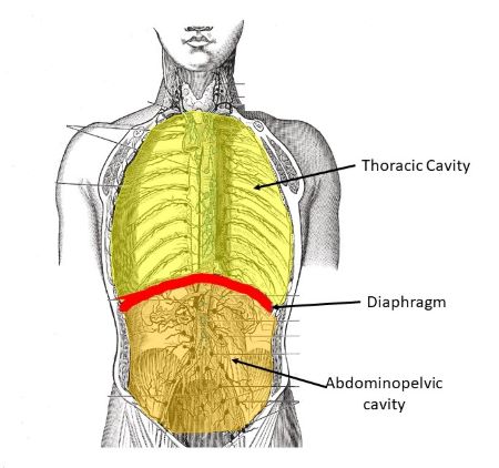 <p>the chest</p>