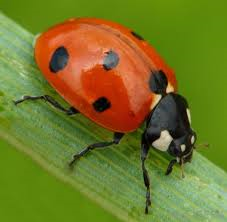 <p>A red bug with black spots that crawls on green leaves is a _____.</p>