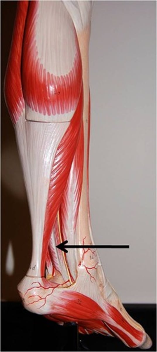 <p>Flexes hallux, inverts foot</p><p>O: Fibula</p><p>I: distal phalanx of hallux</p>