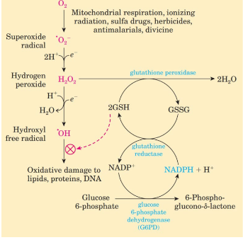 <p>a major cellular antioxidant. It’s oxidized (GSSG) form is reduced by NADPH to restore GSH afterwards.</p>