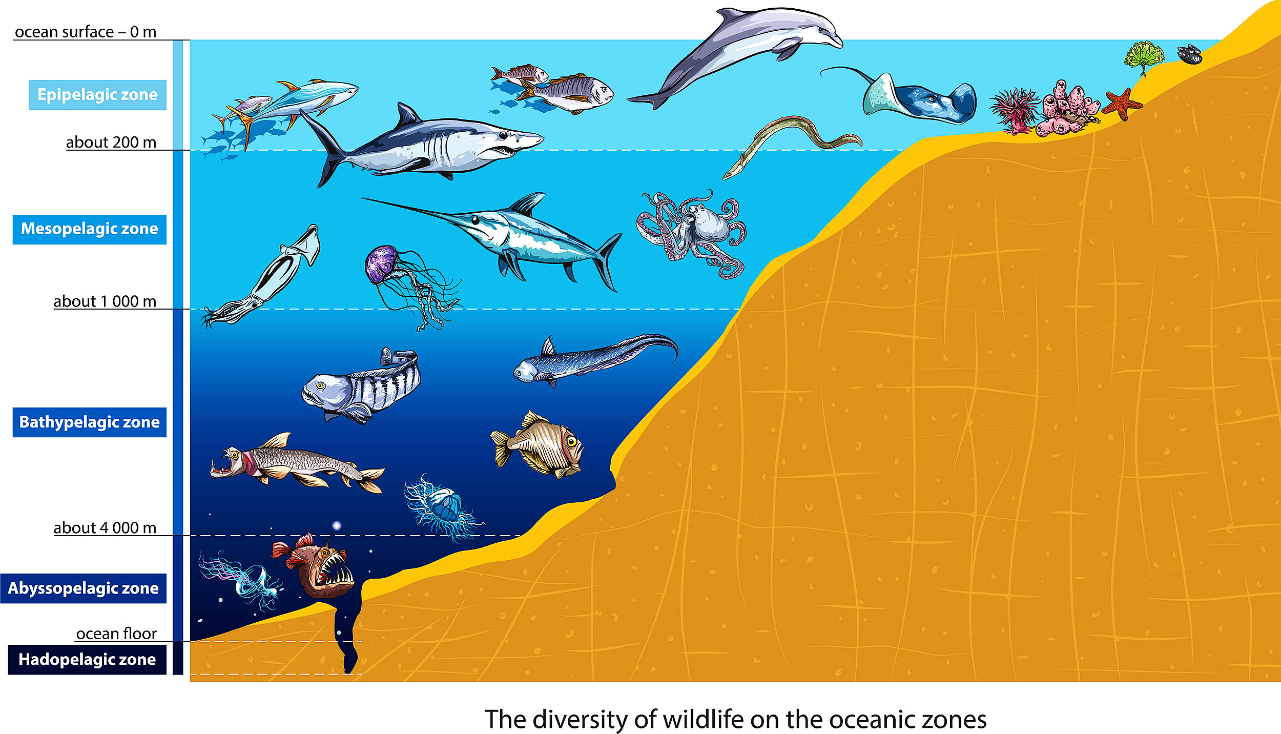 <p>Hadopelagic</p><p>-1-4C, crushing pressure, food is minimal and from sinking matter or chemosnthesis</p>
