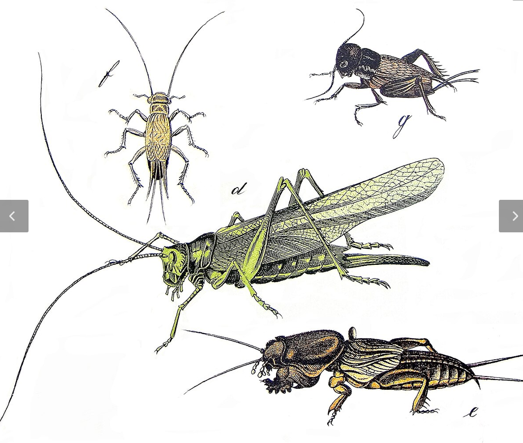 <p>A sub-order of Orthoptera</p><p>includes families Tettigoniidae, rhaphidophoridae, gryllidae, gryllotalpidae</p>