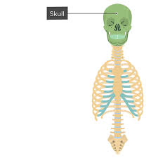 <p>The central axis of the body including the skull, neck, and trunk.</p>