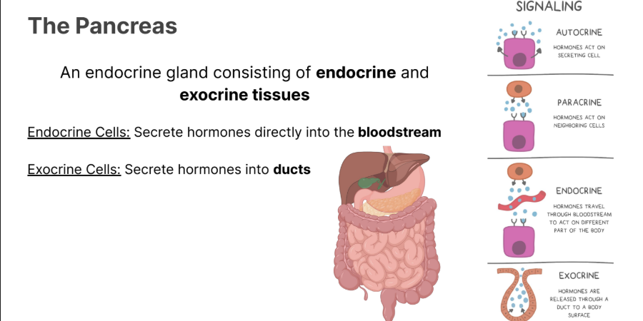 <p>Secrete hormones into <strong>ducts</strong></p>