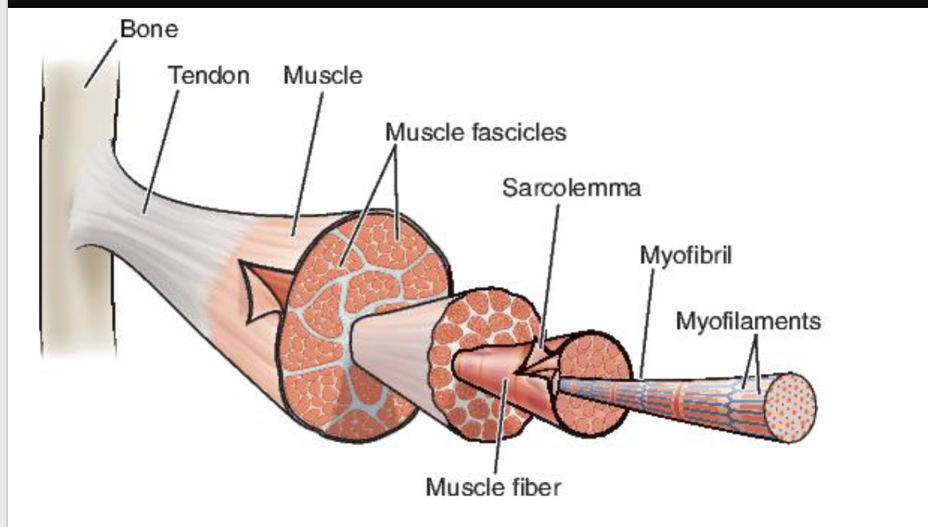 <ul><li><p>sarcolemma = cell membrane</p></li><li><p>perimysium = CT that binds muscle fibers into fascicles </p></li><li><p>muscle fascicle = bundles of muscle fibers</p></li></ul><p></p><p>(myofibrils + fibers + non-contractile CT = arranged in parallel → producing force) </p><p></p>