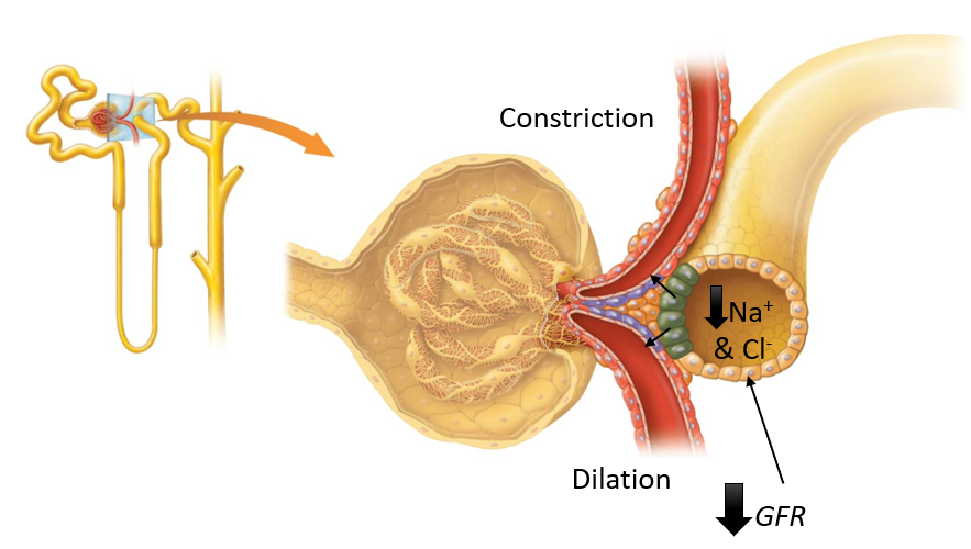 <p><strong>Decreases in GFR</strong> → <strong>reduce Na<sup>+</sup> and Cl<sup>-</sup> ions absorbed</strong> by macula densa → triggers <strong>dilation </strong>of <strong>afferent arteriole</strong> and <strong>constriction </strong>of <strong>efferent arteriole </strong>→ <strong>increases </strong>glomerular <strong>hydrostatic pressure to restore GFR</strong></p>