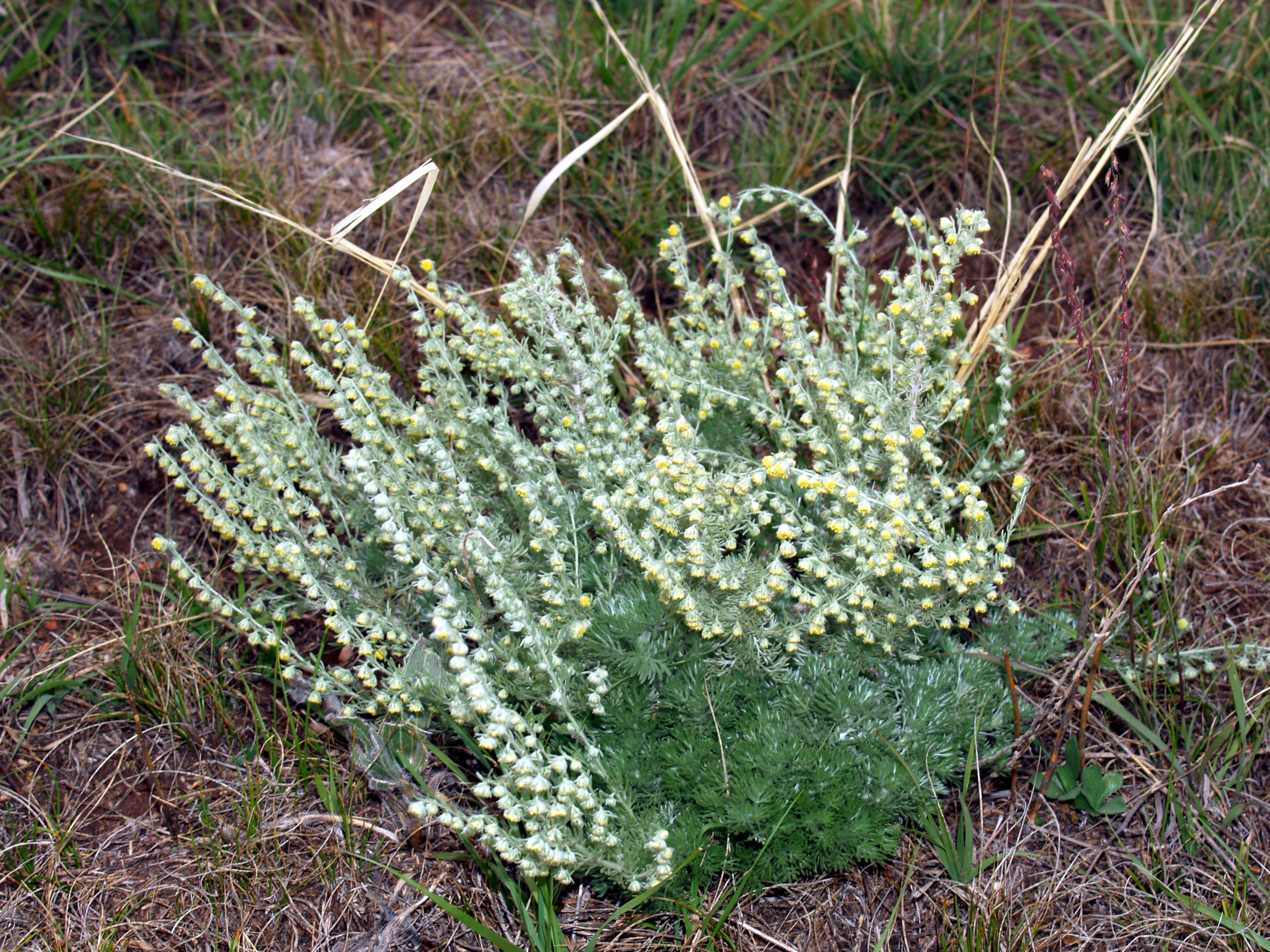 term image