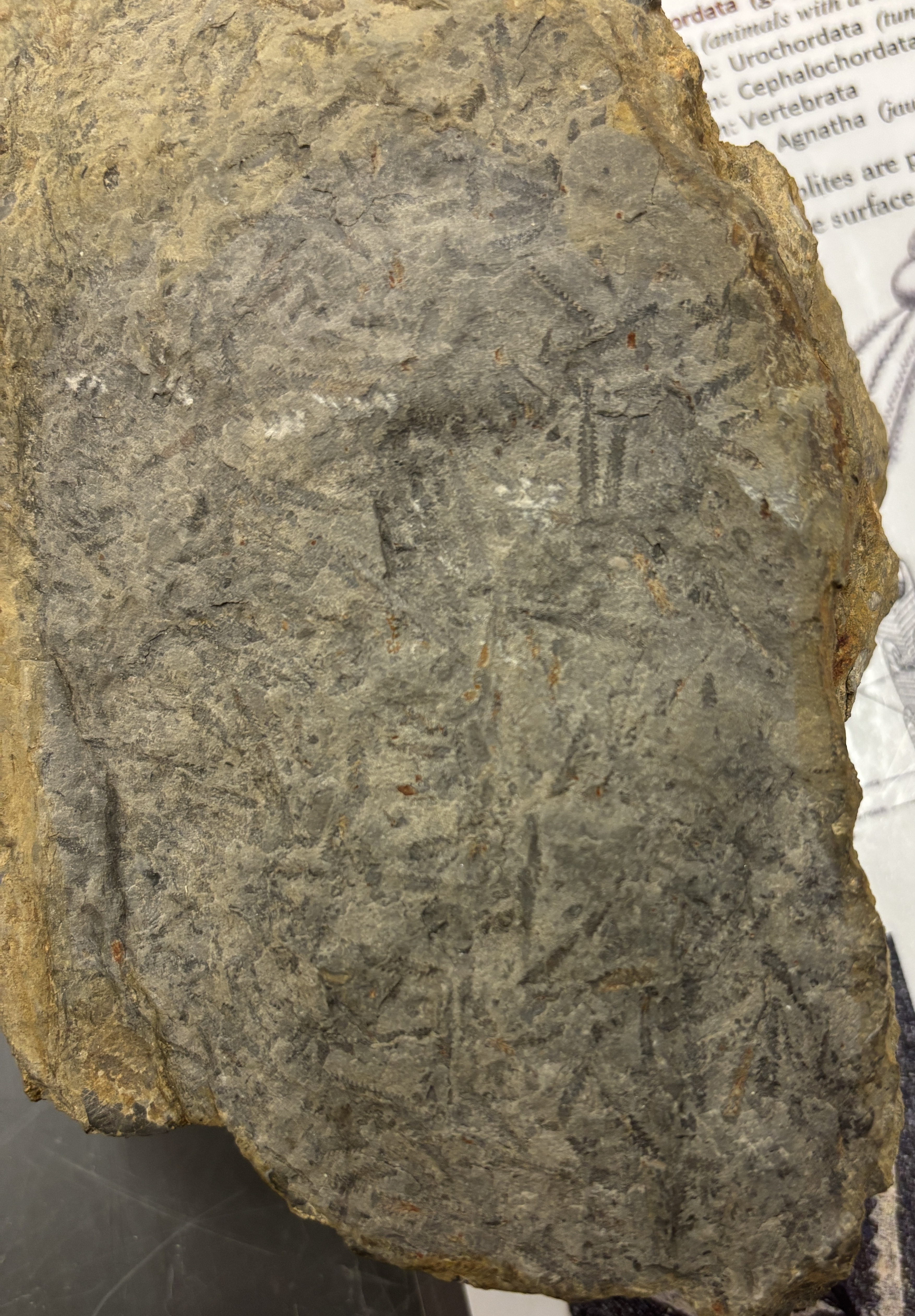 <p>black serrated impressions (like chainsaw), color may change to silver/grey brown</p>