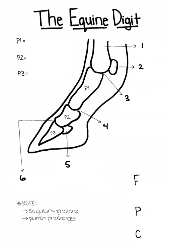<p>P3</p>