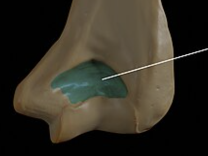<p>Receives olecranon. <strong>(Humerus, Posterior)</strong></p>