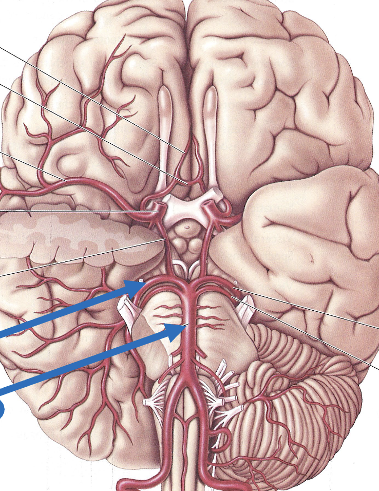 <p>label brainstem blood sources</p>