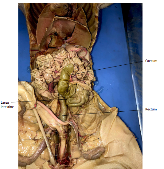 knowt flashcard image