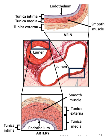 <p>the <strong>inner</strong>most layer of an artery or vein consisting mainly of <strong>endothelial cells </strong>and a supporting internal elastic lamina</p>