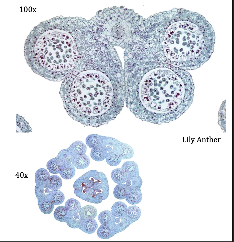 <p>Kingdom:</p><p>Clade:</p><p>Phylum:</p><p>Name of Structure:</p><p>Ploidy:</p>