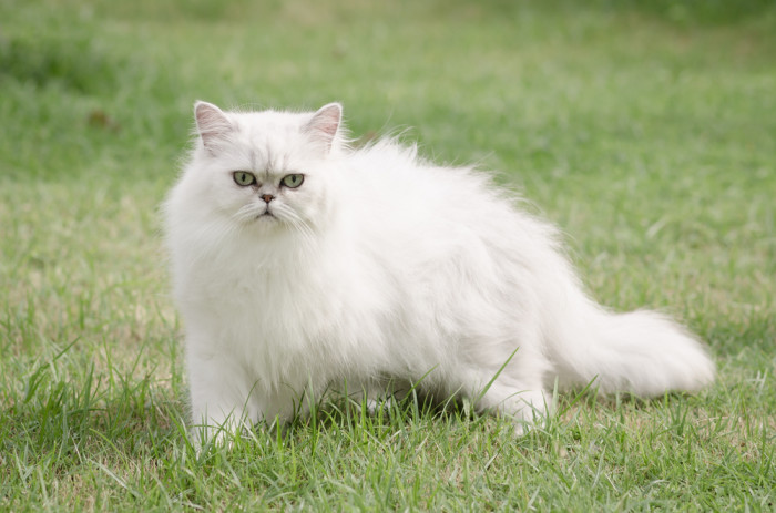 <p>кот</p>