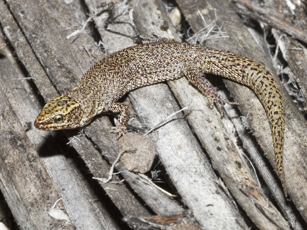 <p>Xantusiidae<br>Xantusia vigilis<br>Desert Night Lizard</p>