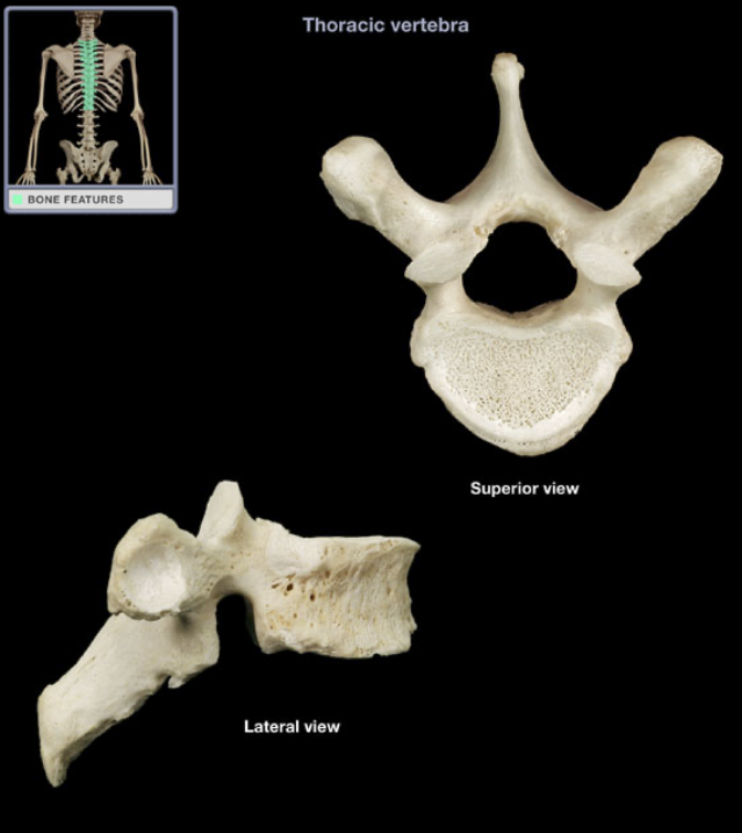 <p>Thoracic transverse process</p>